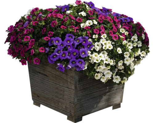 Blumenarrangement mit Petunien in Holzkübel