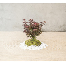 Kleiner Ahornbaum mit Steinen und Sand
