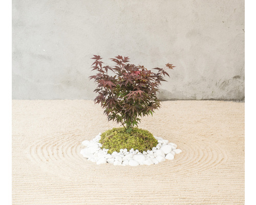 Kleiner Ahornbaum mit Steinen und Sand