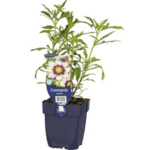 Coreopsis Redshift im blauen Topf