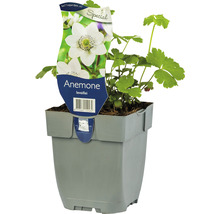 Chinesische Anemone FloraSelf Anemone leveillei H 5-20 cm Co 0,5 L