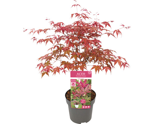 Japanischer Ahorn im Topf mit roten Blättern