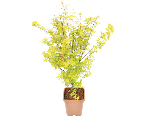 Gelbholziger Fächerahorn Acer palmatum 'Bi Hoo' H 100-125 cm Co 14 L viereckig Japanischer Ahorn im Topf