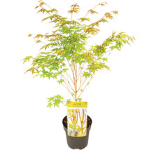 Japanischer Ahorn im Topf