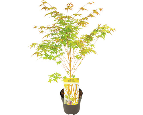 Japanischer Ahorn im Topf