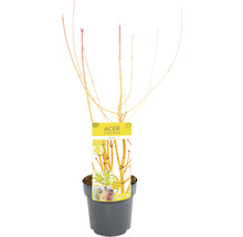 Winterharter Acer im Topf