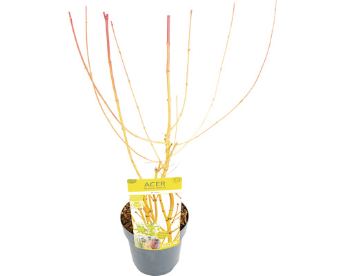 Japanischer Ahorn im Topf