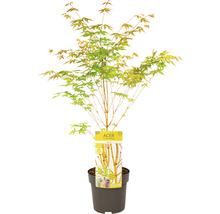 Ahorn Jungpflanze im Topf