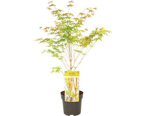 Ahorn Jungpflanze im Topf