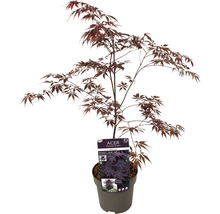 Dunkelroter Fächerahorn Acer palmatum 'Black lace' H 50-60 cm Co 3 L