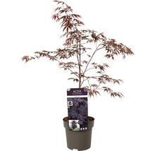 Dunkelroter Fächerahorn Acer palmatum 'Black lace' H 50-60 cm Co 3 L