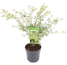 Japanischer Ahorn im Topf