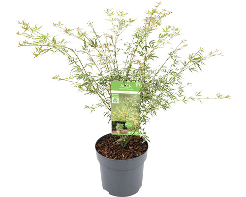 Japanischer Ahorn im Topf