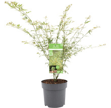 Japanischer Ahorn im Topf