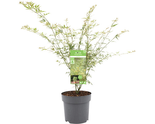 Japanischer Ahorn im Topf