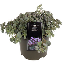 Sedum Splendens Fetthenne im Topf