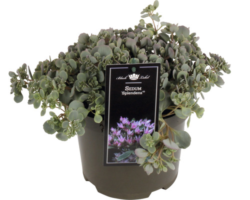 Sedum Splendens Fetthenne im Topf