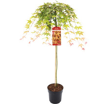 Japanischer Ahorn im Topf