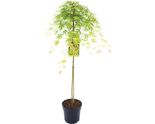 Hängender Fächerahorn Acer palmatum 'Cascade Emerald' Halbstamm 90 cm Co 6,5 L Japanischer Ahorn im Topf