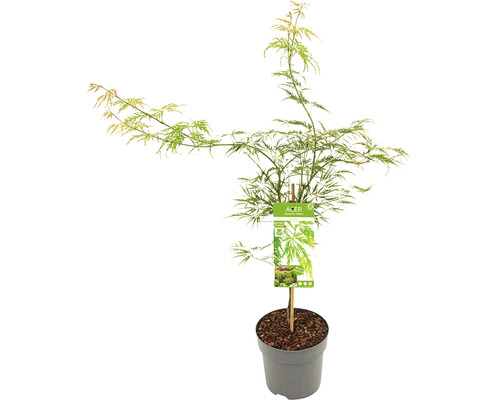 Grüner Schlitzahorn Acer palmatum 'Dissectum' H 60-80 Co 6,5 L