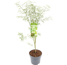 Acer Palmatum Dissectum im Topf