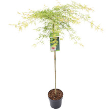 Japanischer Ahornbaum im Topf