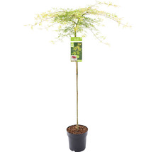 Japanischer Ahorn im Topf