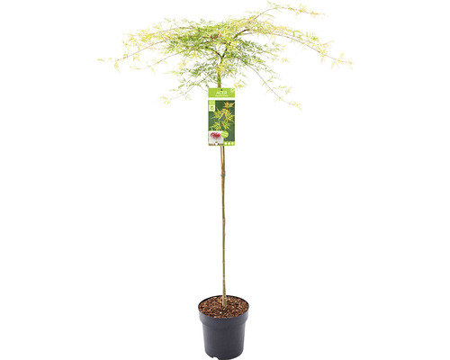 Japanischer Ahorn im Topf