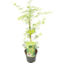 Acer palmatum ''Autumn Fire'' im Topf