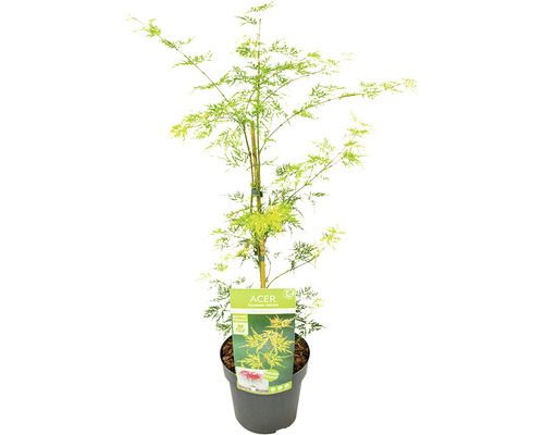 Acer palmatum ''Autumn Fire'' im Topf