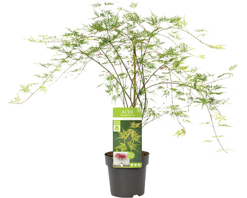 Japanischer Ahorn im Topf