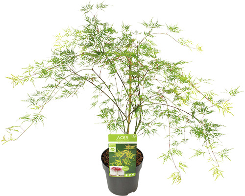 Acer palmatum Trompenburg Ahorn im Topf