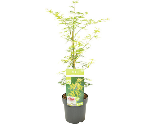 Japanischer Ahornbaum im Topf