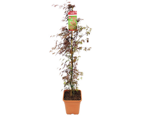 Fächerahorn Acer palmatum 'Firecracker' H 130-140 cm Co 14 L