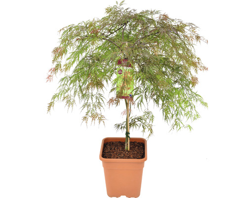 Dunkelroter Schlitzahorn Acer palmatum 'Garnet' Halbstamm 90 cm Co 18 L viereckig Japanischer Ahorn im Topf