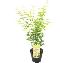 Japanischer Ahorn im Topf