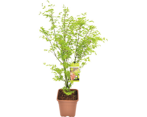 Grünholziger Fächerahorn Acer palmatum 'Going Green' H 100-125 cm Co 14 L viereckig Japanischer Ahorn im Topf