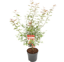 Japanischer Ahorn im Topf