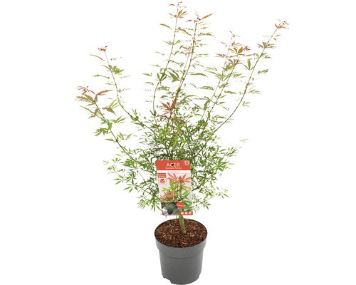 Fächerahorn Acer palmatum 'Jerre Schwartz' H 60-80 cm Co 6,5 L Japanischer Ahorn im Topf