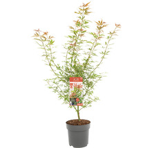 Japanischer Ahorn im Topf