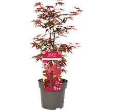 Japanischer Ahorn ''Little Red'' im Topf