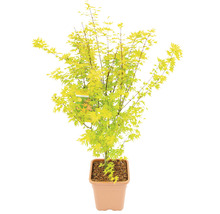 Japanischer Ahorn im Topf