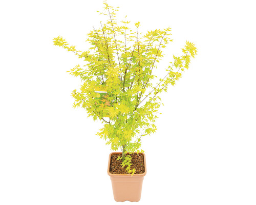 Japanischer Ahorn im Topf