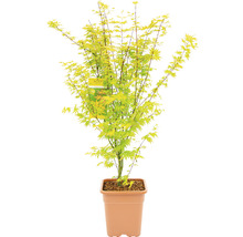 Japanischer Ahorn im Topf