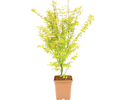 Japanischer Ahorn im Topf