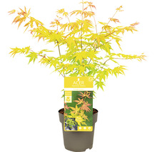 Japanischer Ahorn ''Orange Dream'' im Topf