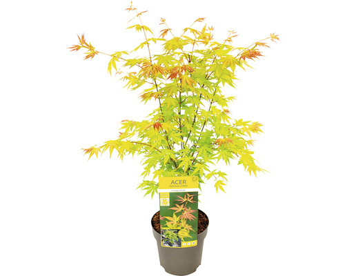 Japanischer Ahorn im Topf
