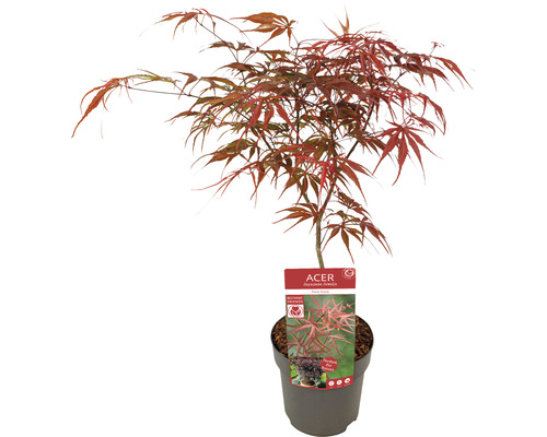 Japanischer Ahorn im Topf