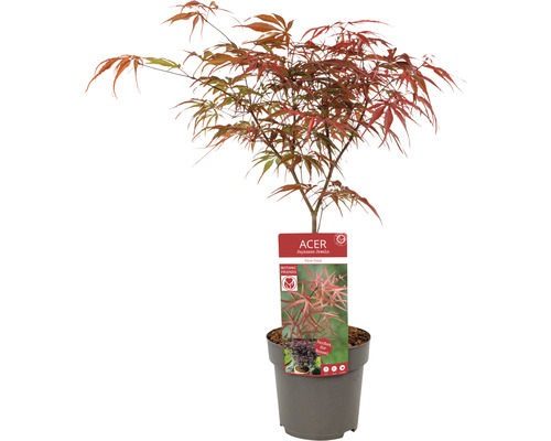 Japanischer Ahornbaum im Topf