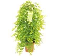 Japanischer Ahorn als Kugelbaum im Topf